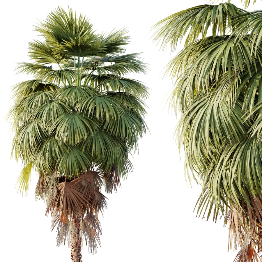 AV Plant Washingtonia Robusta Palm Tree 01 Image 5