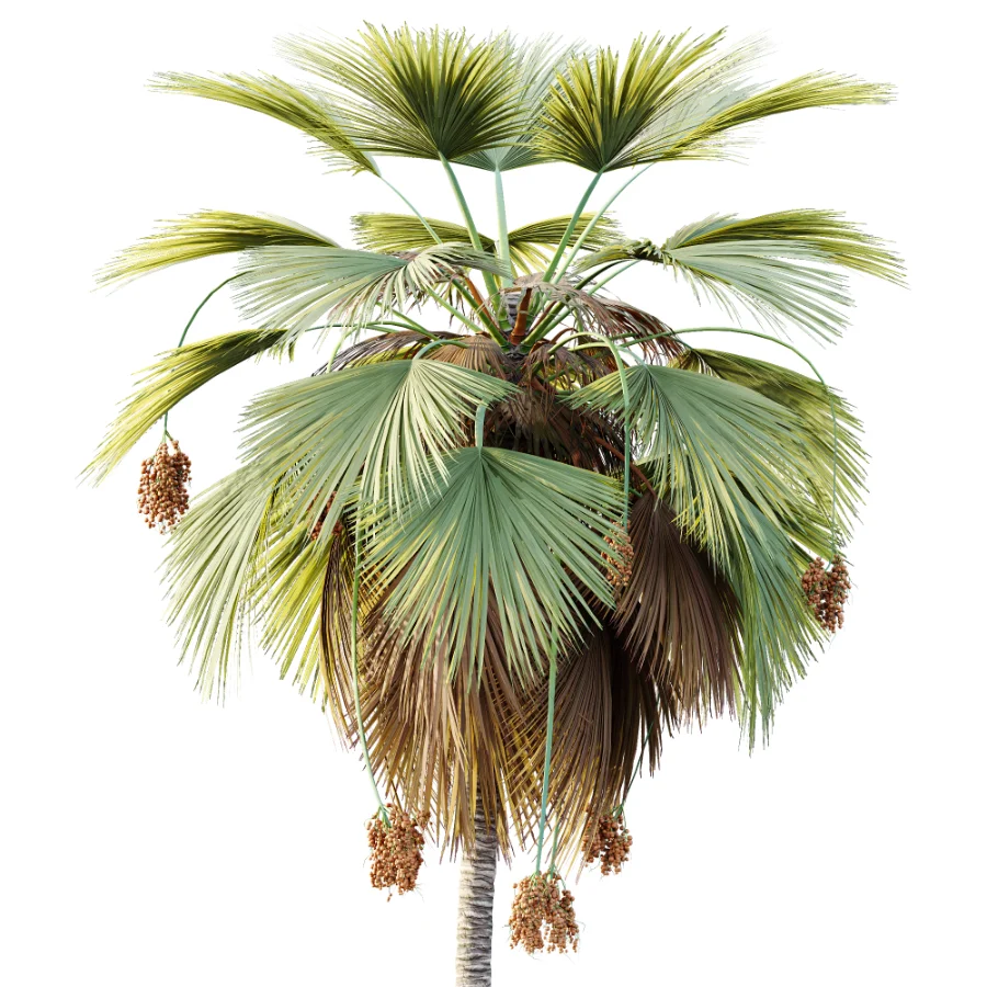 AV Plant Pritchardia Pacifica Palm Tree 03 Image 1