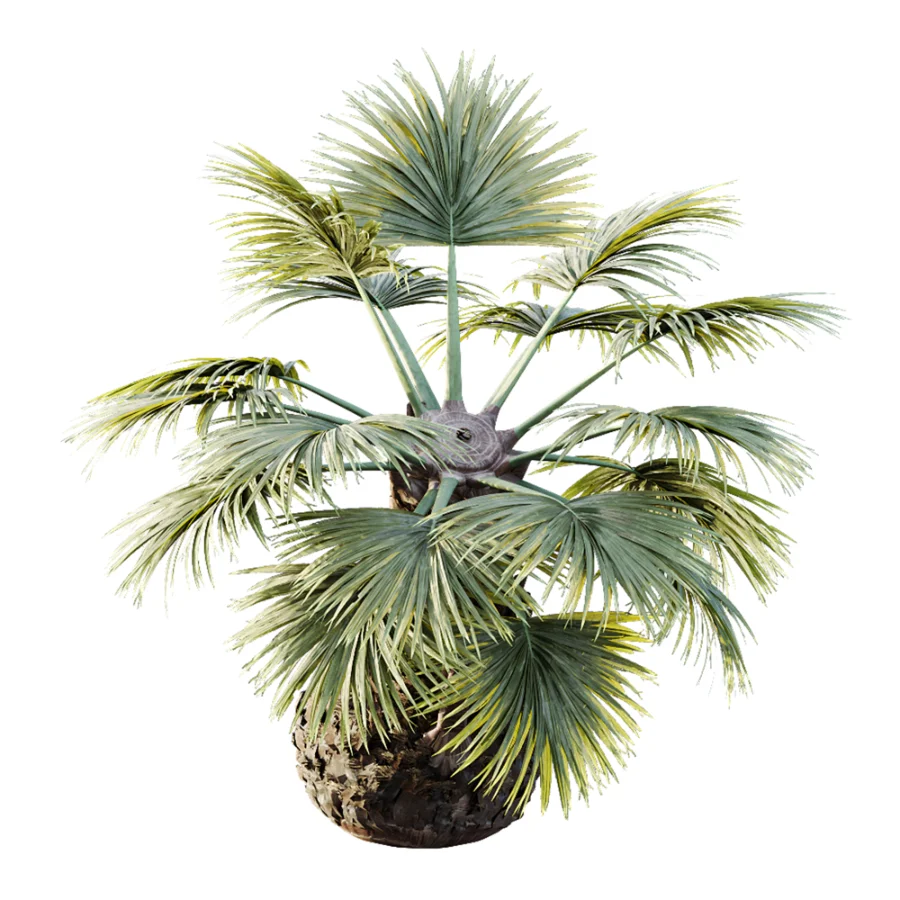 AV Plant Borassus Flabellifer 6 Palm Tree 03 Image 3