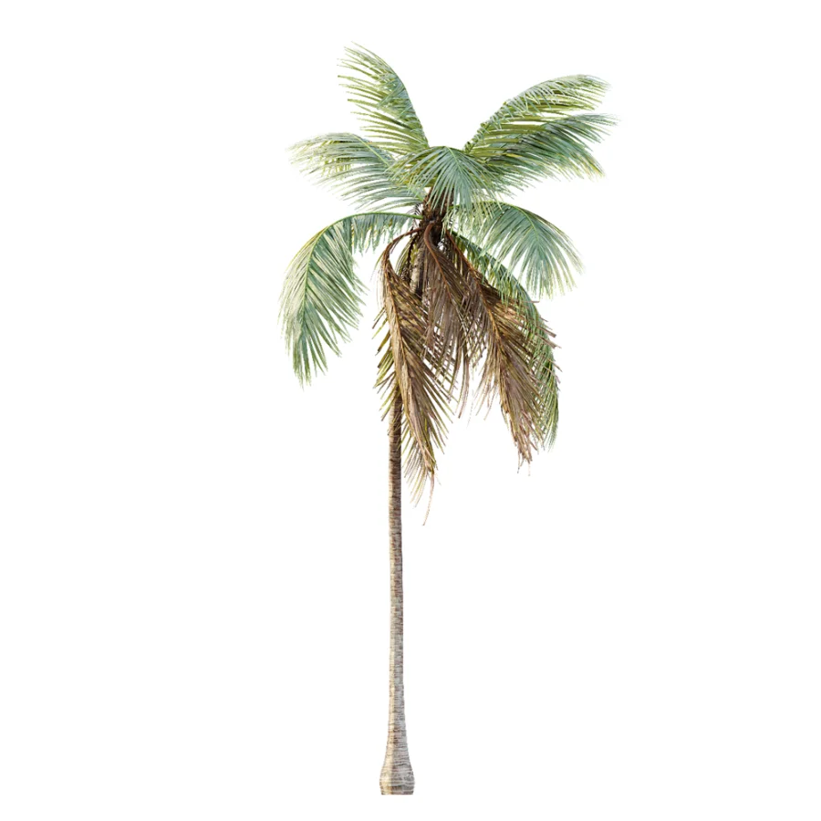 AV Plant Cocos Nucifera Palm Tree 01 Image 3