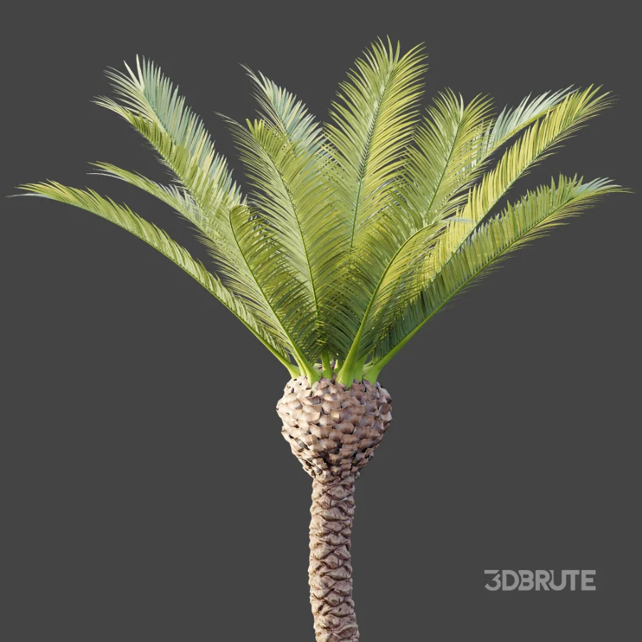 AV Plant Phoenix Canariensis Palm Tree 01 Image 6