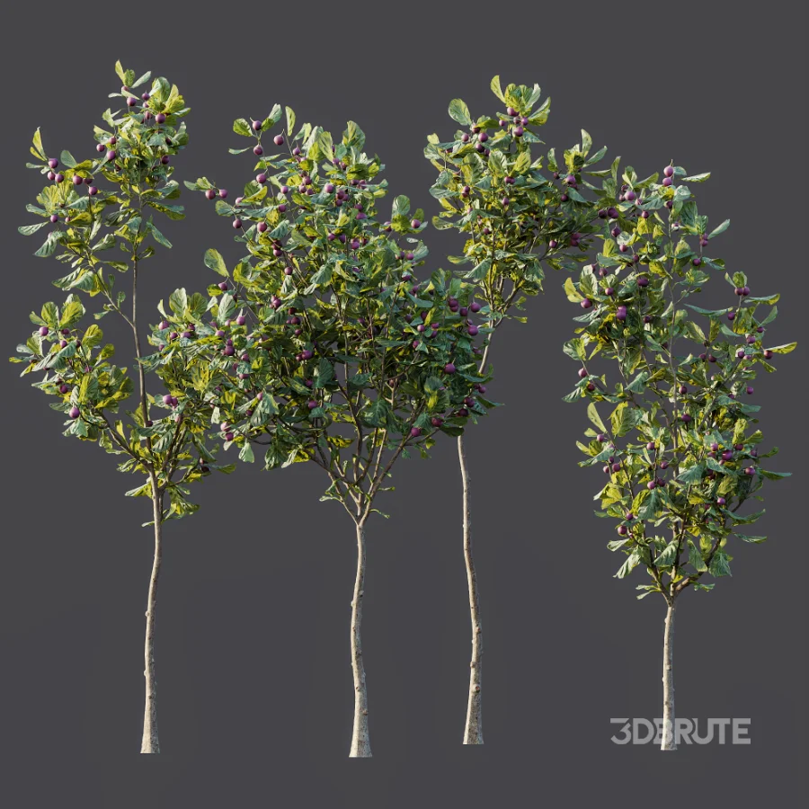 AV Plant Ficus Carica Feige Fig Fruit Tree 01 Image 6