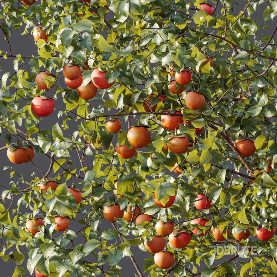 AV Plant Diospyros Kaki Persimmon Fruit Tree 01 Image 6