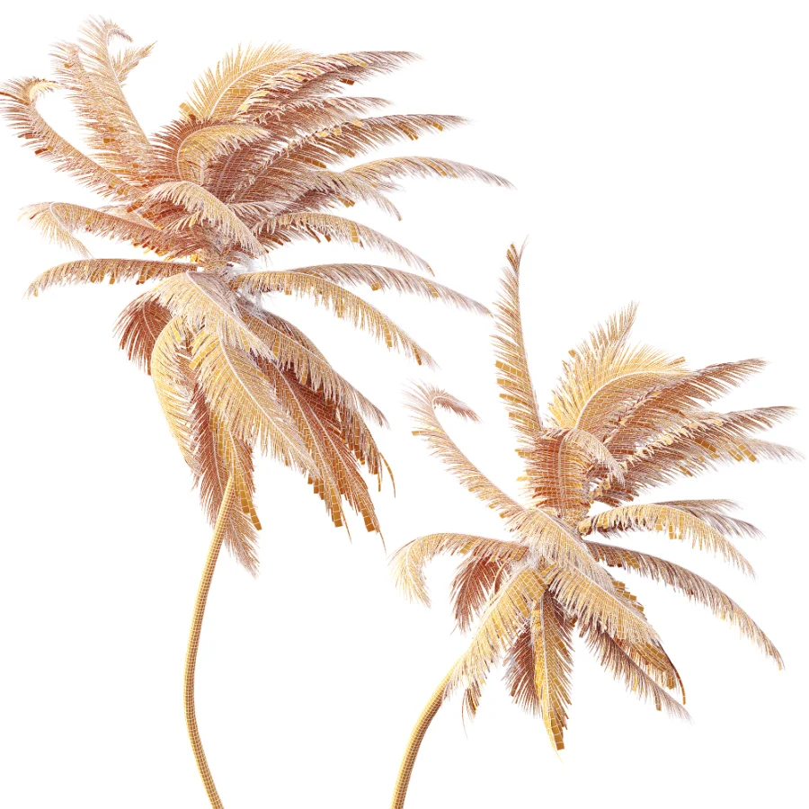 AV Plant Cocos Nucifera Palm Tree 01 Image 8