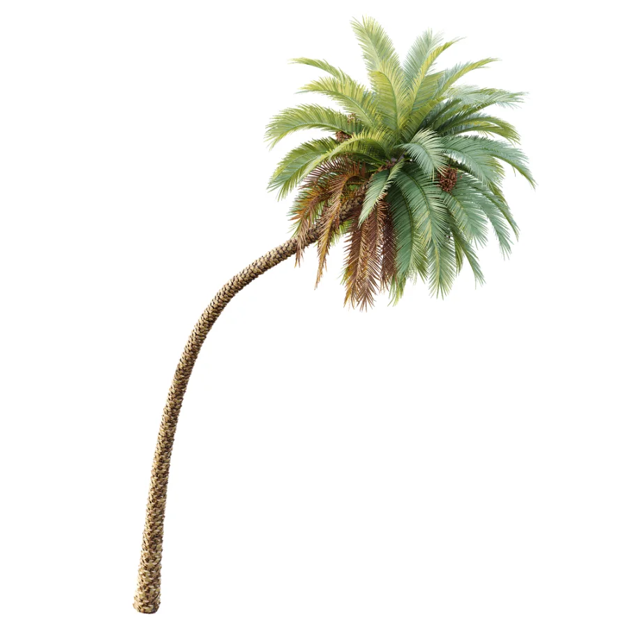 AV Plant Phoenix Sylvestris Palm Tree 01 Image 3