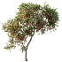 AV Plant Punica Granatum Pomegranate Fruit Tree 01 - Thumbnail 3