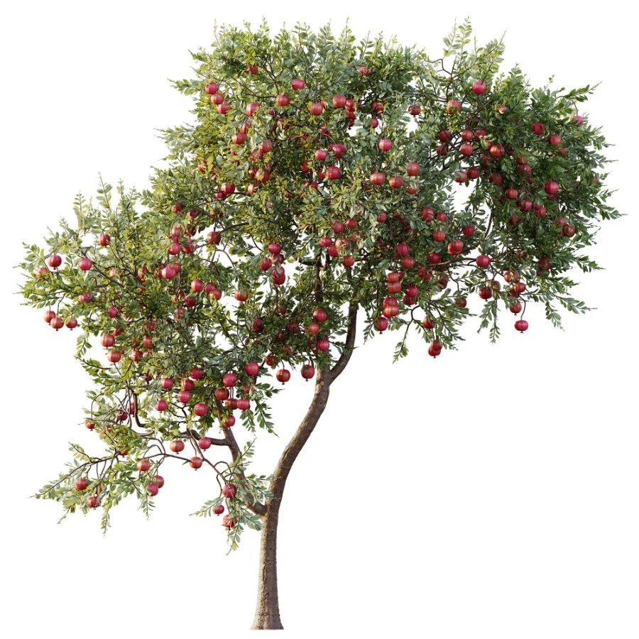AV Plant Punica Granatum Pomegranate Fruit Tree 01 Image 3