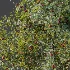 AV Plant Crataegus Pinnatifida Hawthorn Fruit Tree 01 - Thumbnail 6