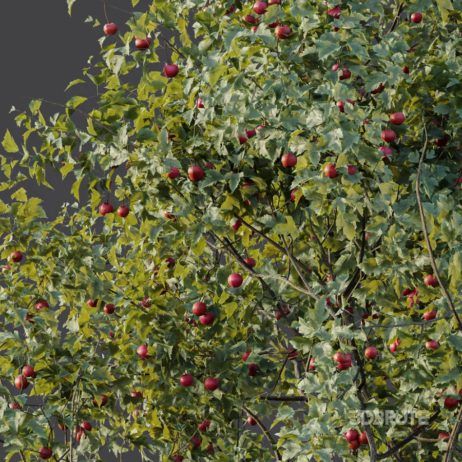 AV Plant Crataegus Pinnatifida Hawthorn Fruit Tree 01 Image 6