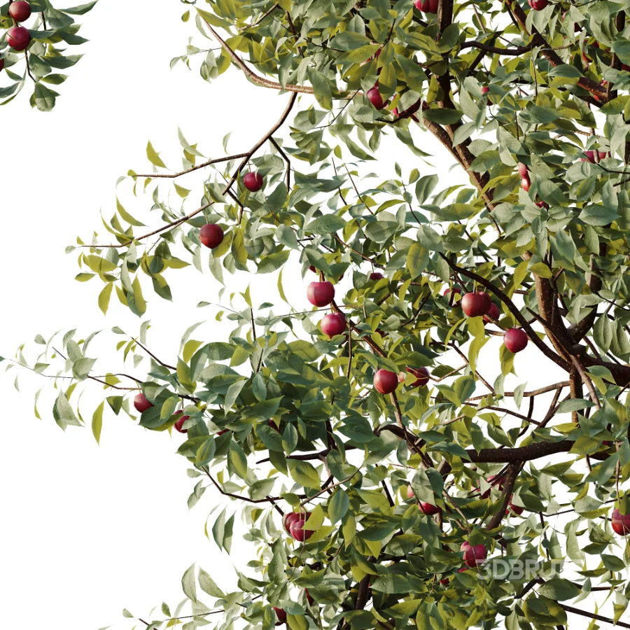 AV Plant Cerasus Pseudocerasus Cherry Fruit Tree 01 Image 1