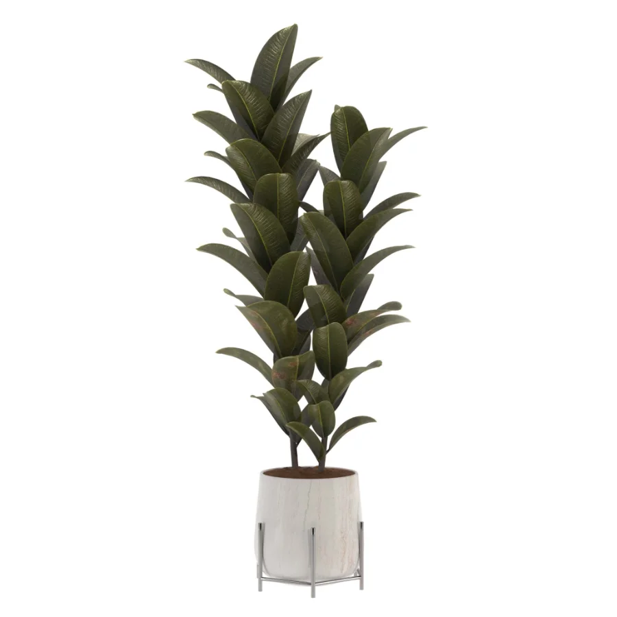 indoor-plant-008 Image 1