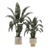 indoor-plant-025 - Thumbnail 1