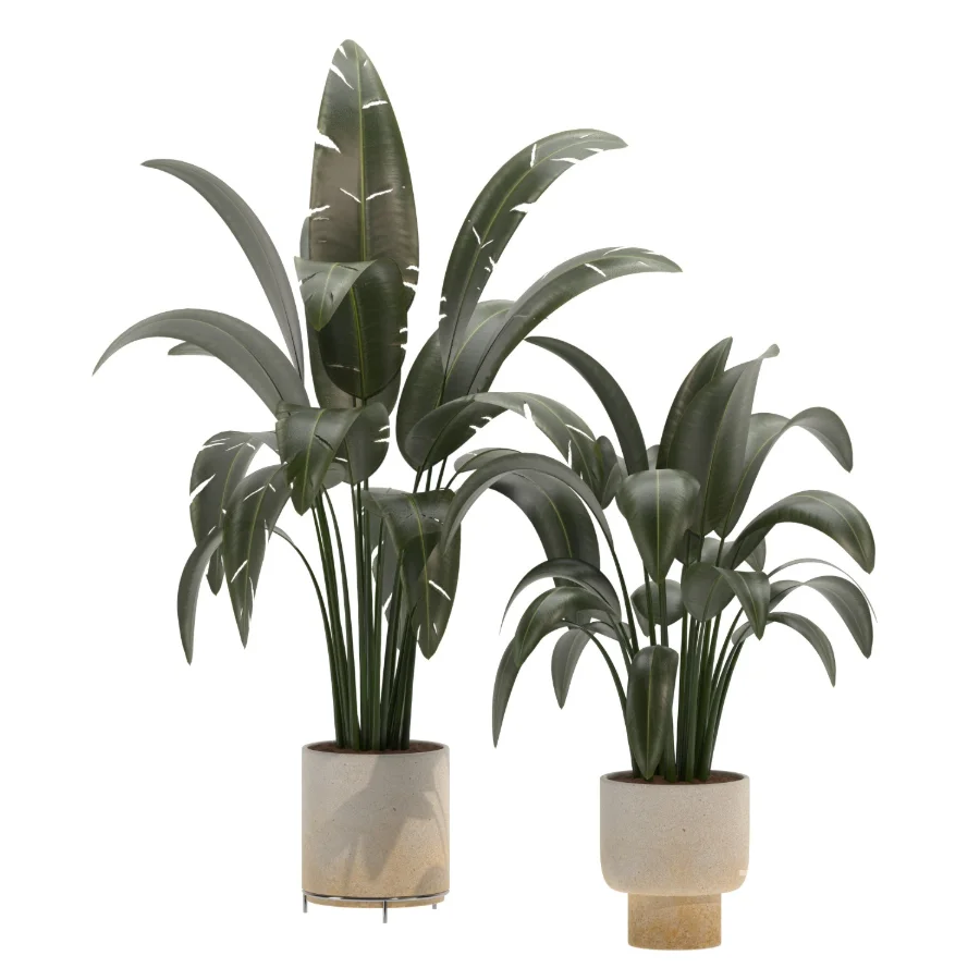 indoor-plant-025 Image 1