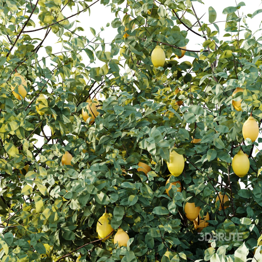 AV Plant Citrus Meyer Lemon Fruit Tree 01 Image 2