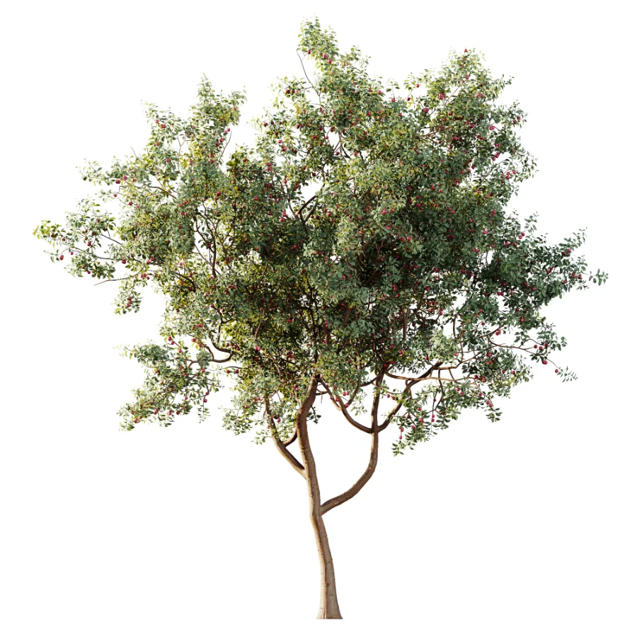 AV Plant Cerasus Pseudocerasus Cherry Fruit Tree 01 Image 3
