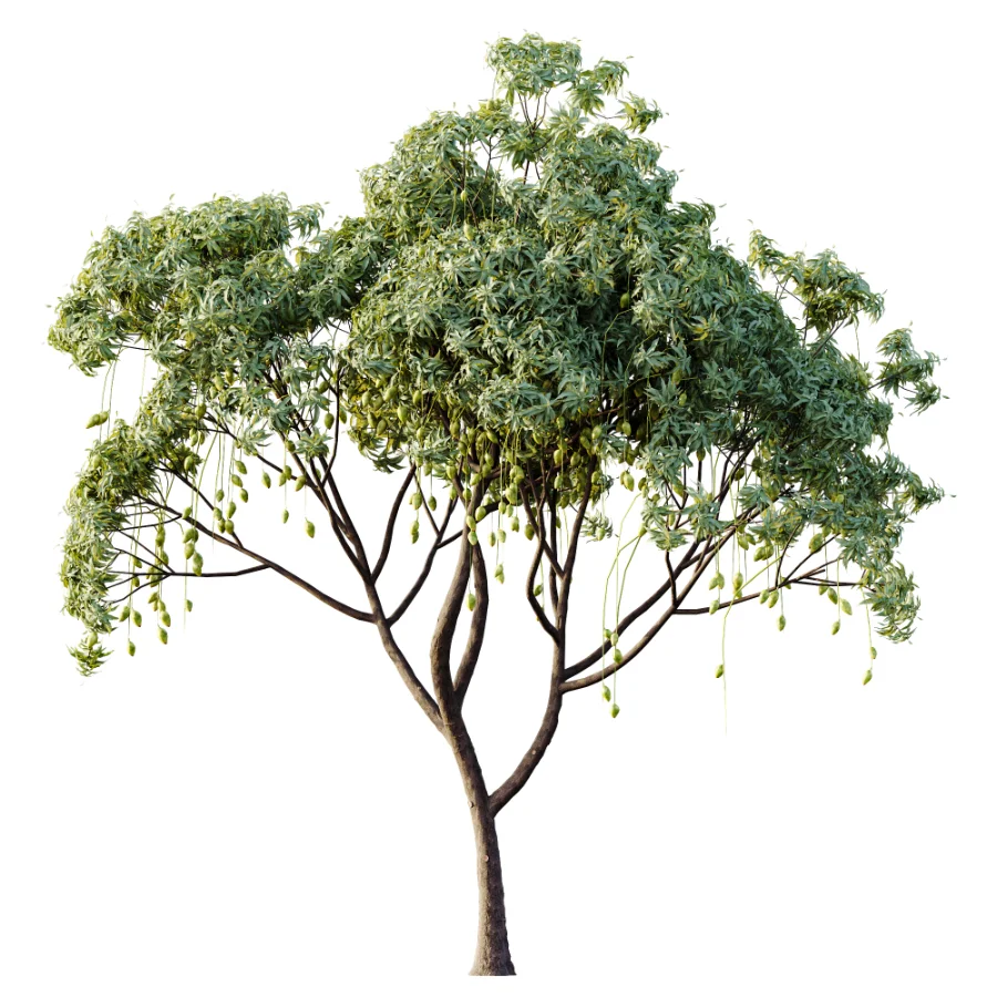 AV Plant Mangifera Indica Mango Fruit Tree 01 Image 1