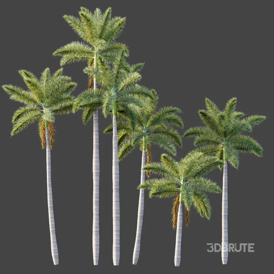 AV Plant Roystonea Regia Palm Tree 01 Image 6