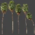 AV Plant Washingtonia Robusta Palm Tree 01 - Thumbnail 6