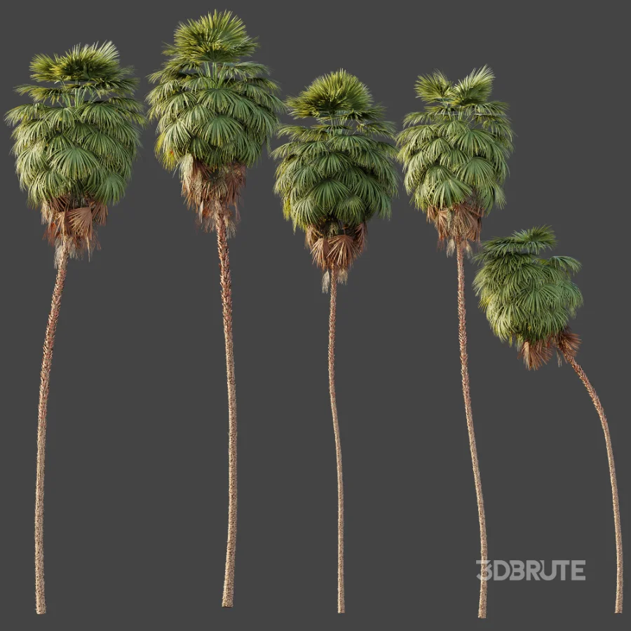 AV Plant Washingtonia Robusta Palm Tree 01 Image 6