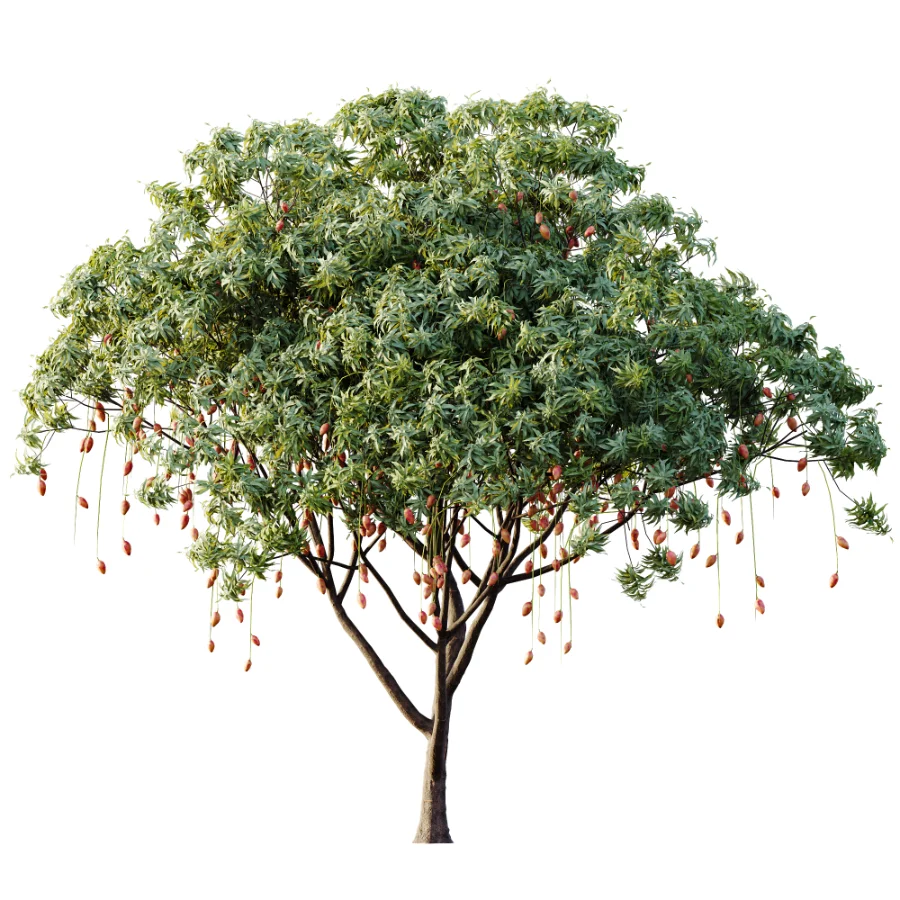 AV Plant Mangifera Indica Mango Fruit Tree 01 Image 2