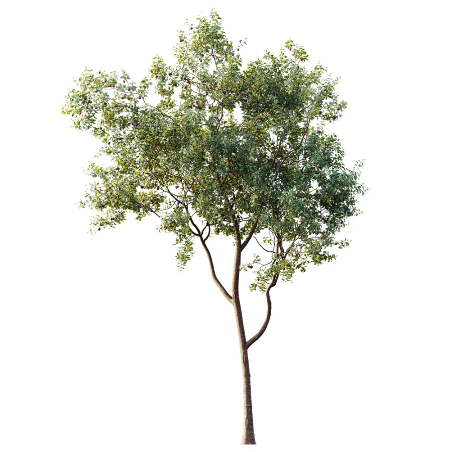 AV Plant Prunus Salicina Plum Pflaume Fruit Tree 01 Image 3