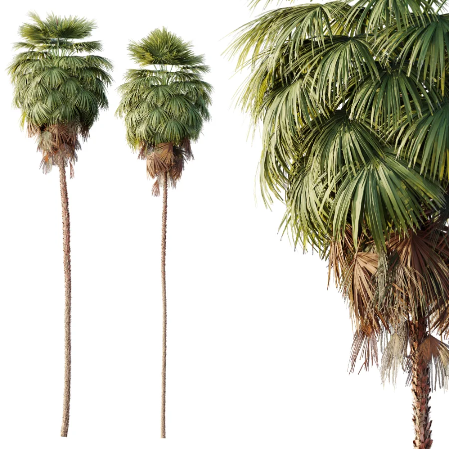 AV Plant Washingtonia Robusta Palm Tree 01 Image 2