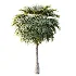 AV Plant Borassus Flabellifer 6 Palm Tree 03 - Thumbnail 2