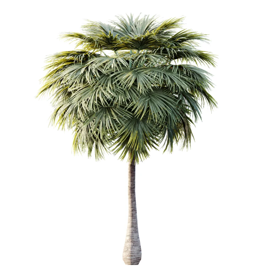 AV Plant Borassus Flabellifer 6 Palm Tree 03 Image 2