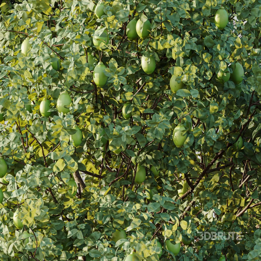 AV Plant Citrus Meyer Lemon Fruit Tree 01 Image 1