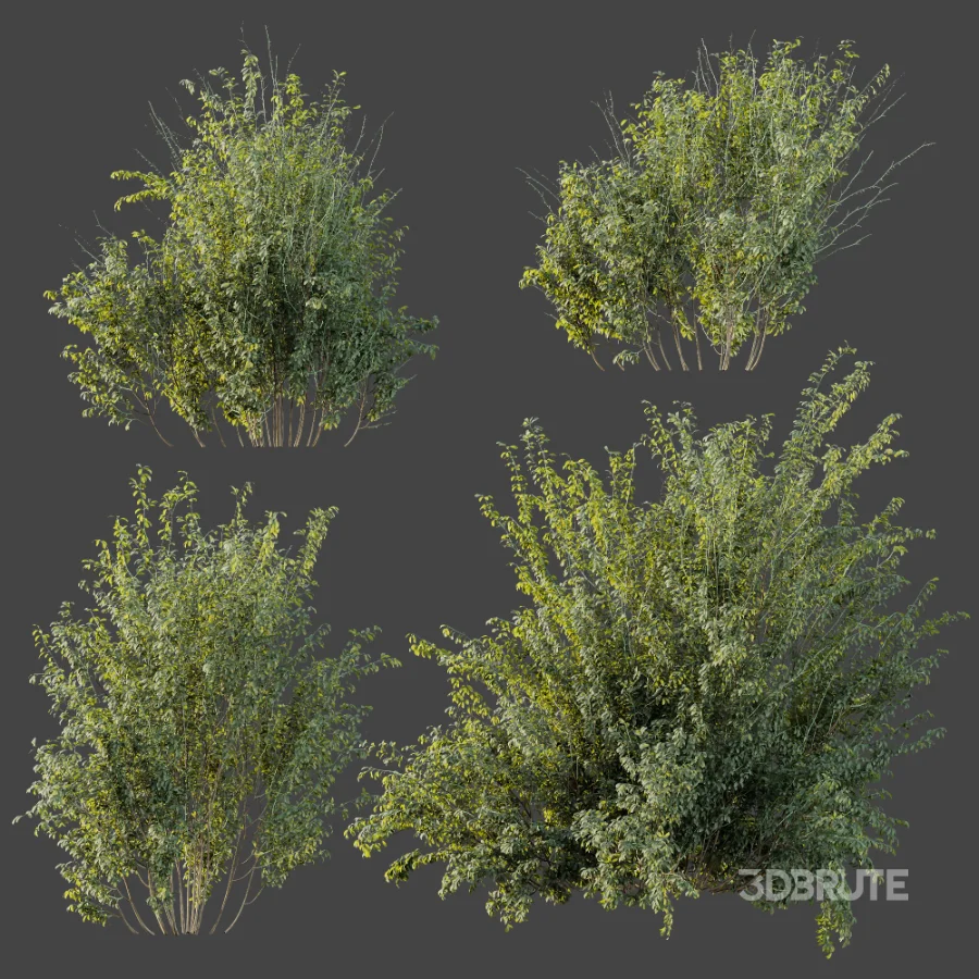 AV Plant Bush Common Broom Cytisus Scoparius 02 Image 8