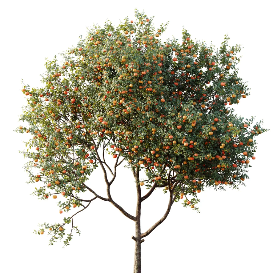 AV Plant Citrus Dancy Mandarin Tangerine Fruit Tree 01 Image 3