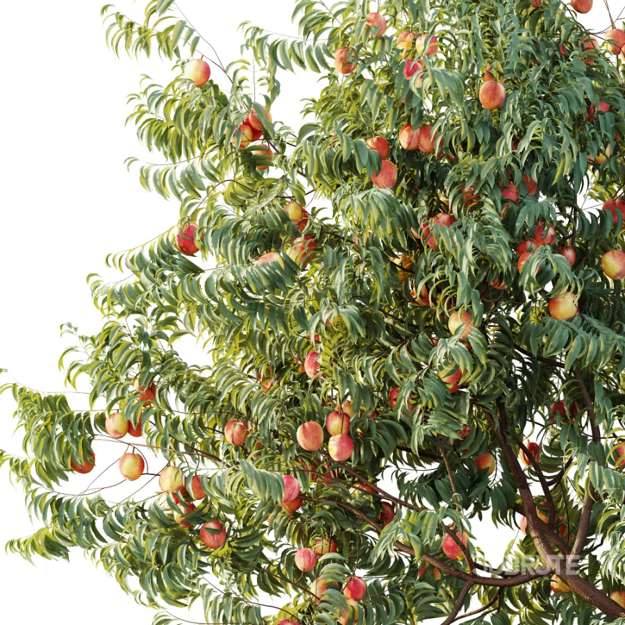 AV Plant Amygdalus Persica Peach Fruit Tree 01 Image 1