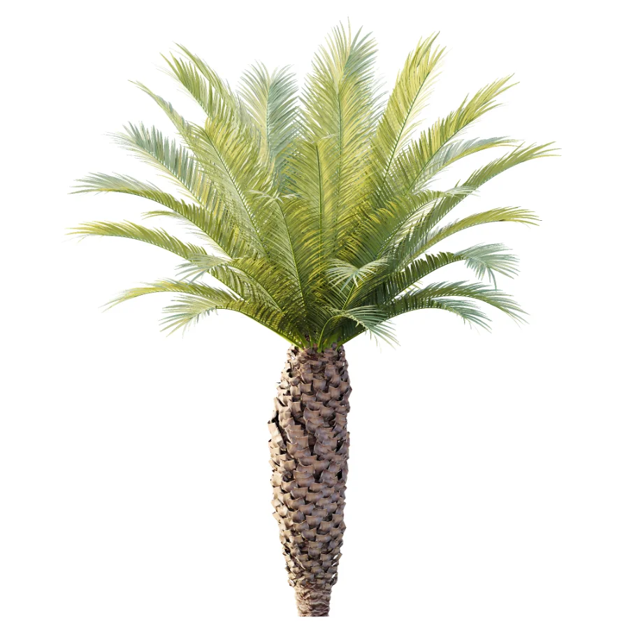 AV Plant Phoenix Canariensis Palm Tree 01 Image 4