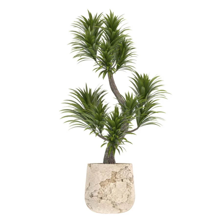 indoor-plant-022 Image 1