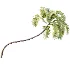 AV Plant Areca Catechu 6 Palm Trees 02 - Thumbnail 2