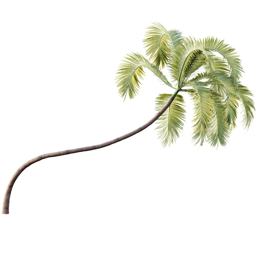 AV Plant Areca Catechu 6 Palm Trees 02 Image 2