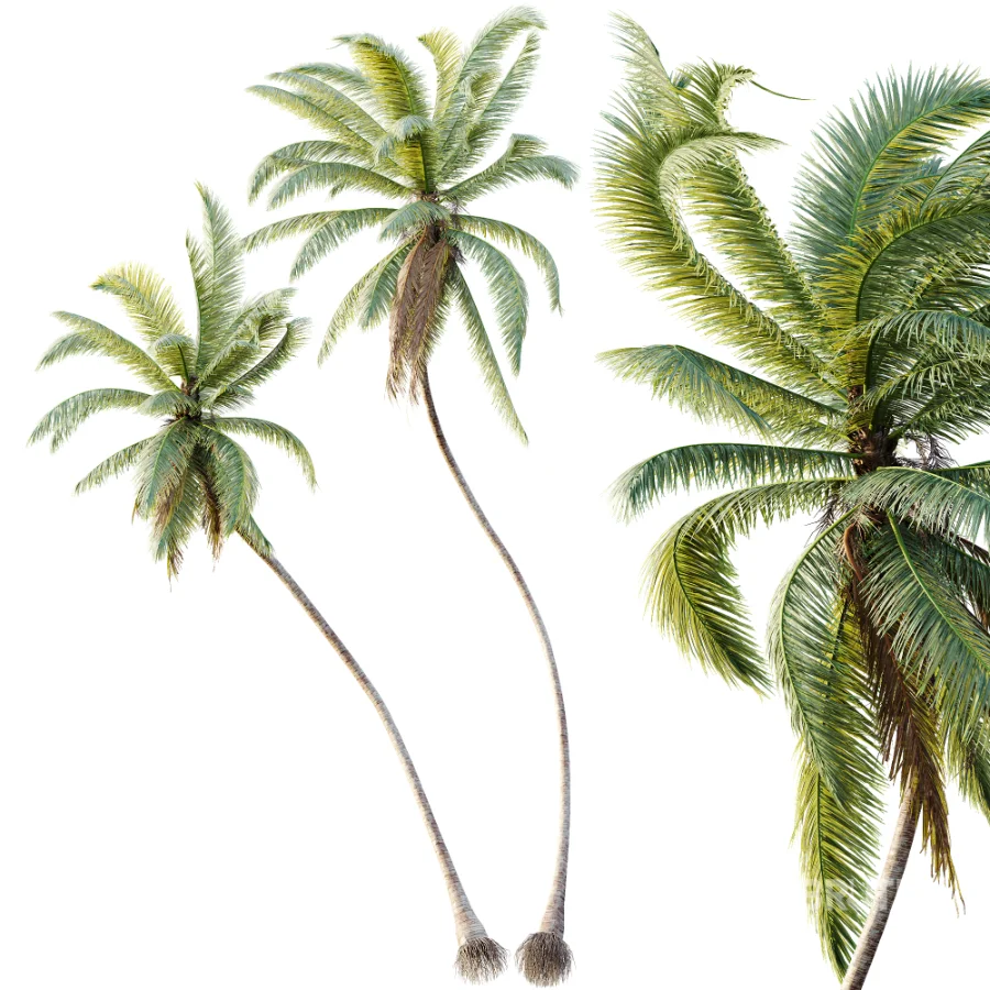 AV Plant Cocos Nucifera Palm Tree 01 Image 1