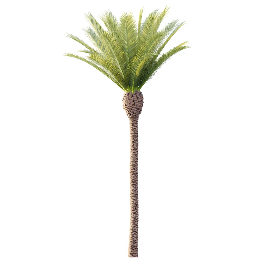 AV Plant Phoenix Canariensis Palm Tree 01 Image 3