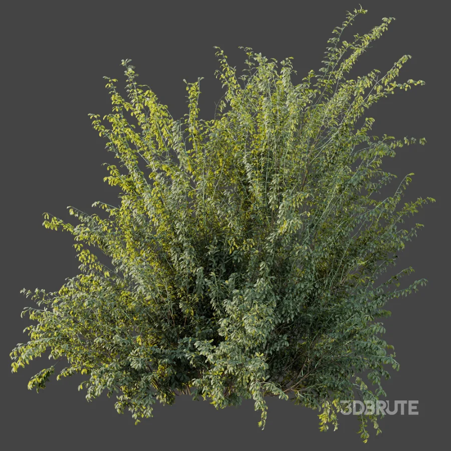 AV Plant Bush Common Broom Cytisus Scoparius 02 Image 6