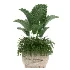indoor-plant-021 - Thumbnail 1