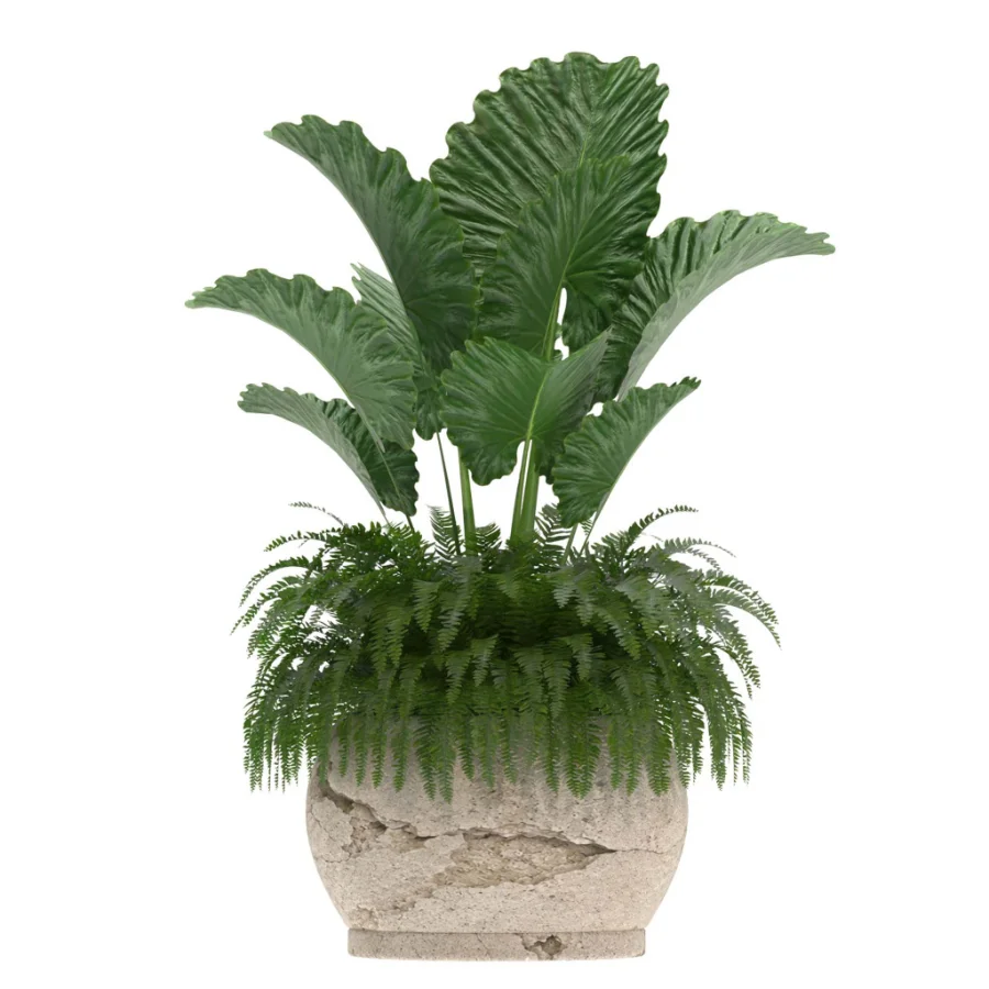 indoor-plant-021 Image 1