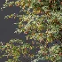 AV Plant Ziziphus Jujuba Chinesische Dattel Fruit Tree 01 - Thumbnail 9