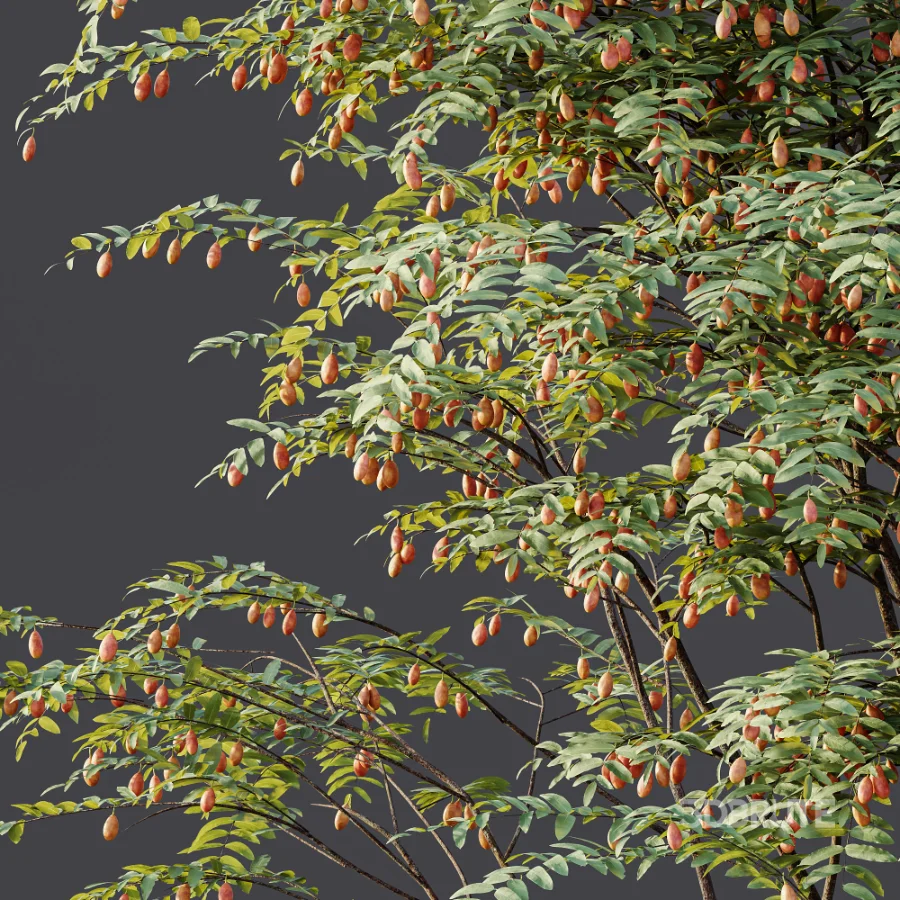 AV Plant Ziziphus Jujuba Chinesische Dattel Fruit Tree 01 Image 9