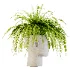 Fern Mind Sculpture - Thumbnail 4