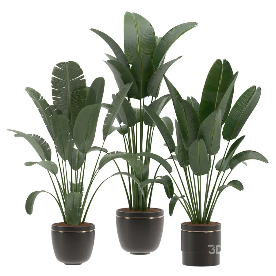 indoor-plant-028 Image 2