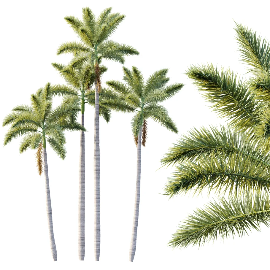 AV Plant Roystonea Regia Palm Tree 01 Image 1