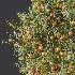 AV Plant Citrus Dancy Mandarin Tangerine Fruit Tree 01 - Thumbnail 6