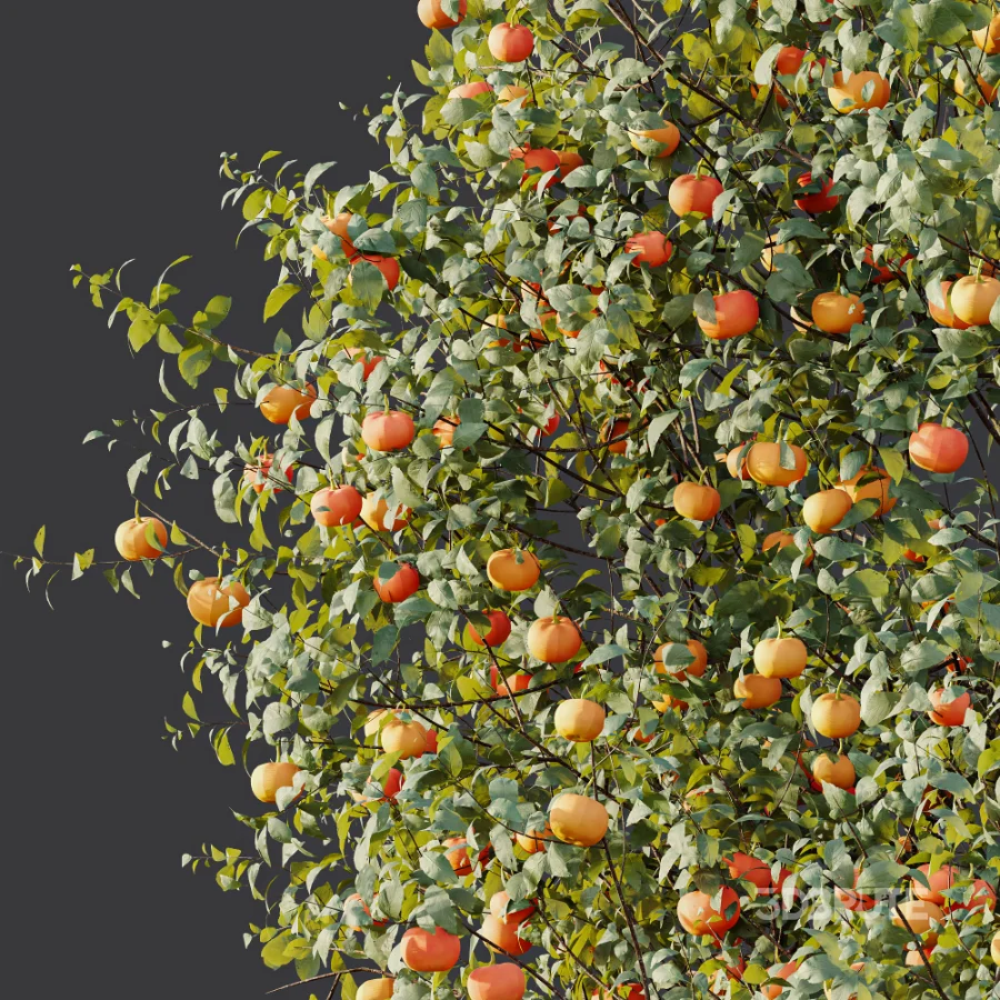 AV Plant Citrus Dancy Mandarin Tangerine Fruit Tree 01 Image 6