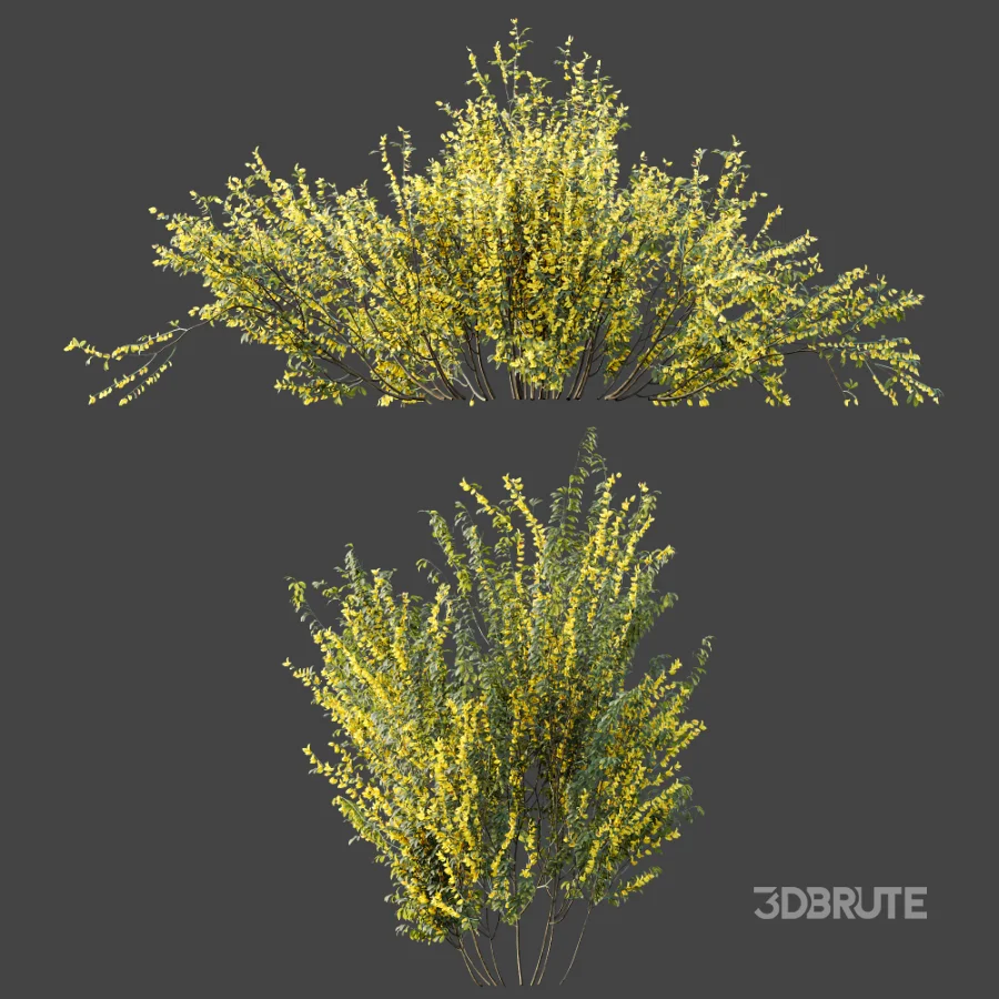 AV Plant Bush Common Broom Cytisus Scoparius 01 Image 7