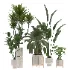 indoor-plant-020 - Thumbnail 2